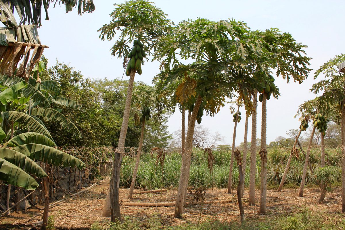 Papayabäume auf der Finca von Juan del Dios
